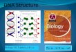 Biology HL Topics 3.3 & 7 - IBDPBiology-Dnl - home&+7.1+DNA... · Biology HL Topics 3.3 & 7.1 Pp 55 ... The structure of the DNA double helix was described by Watson and Crick in