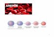 Presentazione di PowerPoint - · PDF fileERITROPOIESI -Cellule staminali commissionate (BFU-E, CFU-E) -Precursori eritroidi - Proeritroblasti, eritroblasti basofili e policromatofili