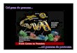 Od gena do genoma - chem.bg.ac.rsvniketic/pnk/17_nukkis.pdf · • Analizirati genetske varijacije međuljudima. ... •Bakterije(E. coli, influenza, i neke druge) •Kvasci(Saccharomyces