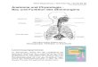 Script - Anatomie und  · PDF filehfkm-Regensburg / Stimmkunde / Script SS 09 Christian Schmidt 1 Anatomie und Physiologie - Bau und Funktion des Stimmorgans Ansatzrohr Kehlkopf