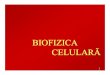 BIOFIZICA CELULARĂ - MDTimisoara.weebly.commdtimisoara.weebly.com/uploads/4/0/2/0/4020278/bf07md_09.pdf · celula ppĂrŢicomponentei componente: membrana celularĂ citoplasma nucleul