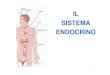 IL SISTEMA ENDOCRINO - annaravazzi.altervista.organnaravazzi.altervista.org/attivita-aa/C-breve/appunti-sist-endocr.pdf · ormoni costituisce il sistema endocrino, il principale sistema