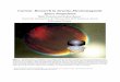 Current Research in Gravito-Electromagnetic Space · PDF fileCurrent Research in Gravito-Electromagnetic Space Propulsion ... are chemical, electric, plasma-dynamic, nuclear ... For