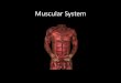 Muscular System - FCSC Library Home Page - · PDF fileMuscular System. Muscle Functions •Movement ... •Muscular power •Muscular endurance ... Skeletal Muscle Tissue Properties