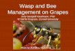 Wasp and Bee Management on Grapes - PA Wine Grape files/Meeting Presentations/2013... · Wasp and Bee Management on Grapes Jody Gangloff-Kaufmann, PhD NYSIPM Program, Cornell University