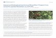 Classical Biological Control of Brazilian Peppertree ...plants.ifas.ufl.edu/wp-content/uploads/files/edu/plantcamp/2015/... · Classical Biological Control of Brazilian Peppertree