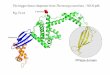 The trigger factor chaperone from Thermotoga maritima …10.1007/s00018-012-1206... · The trigger factor chaperone from Thermotoga maritima - 3GU0.pdb Fig. Fs1A C-terminus PPIase