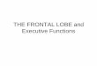 THE FRONTAL LOBE and Executive Functionszlab.rutgers.edu/modules/teaching/docs/frontalLobe/Frontal lobe-11... · Primacy and recency effects are represented by the better recall of