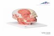 VB129 - 3B Scientific · PDF file3 Facial nerve (7th cranial n.) ... 7 Nerv zur Nase 8 Nerv zur Stirn 9 Oberer Augenhöhlennerv 10 Kinn-Nerv ... VB129 (1008543)