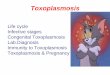 Toxoplasmosis - University of · PDF filehydrocephalus, hepatomegaly, cerebral calcifications, ... – a + IgM test confirms acute toxoplasmosis or current Toxoplasma infection (measure