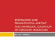 RESPIRATION AND FERMENTATION: AEROBIC AND …csivc.csi.cuny.edu/Ashley.Ozelski/files/docs/Respiration and... · respiration and fermentation: aerobic and anaerobic oxidation of organic