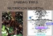 UNIDAD TRES NUTRICIÓN VEGETALmorfo-fisio-vegetal.yolasite.com/resources/nutric pres 1-2.pdf · Concepto •Estudia los procesos relacionados con la adquisición de los elementos