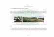 BAB II KAJIAN PUSTAKA 2.1 Deskripsi Akasia (Acacia …etheses.uin-malang.ac.id/376/6/10620033 Bab 2.pdf · Tabel 2.1 Nilai rata-rata pengujian fisik dan kekuatan mekanik kayu 
