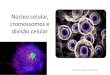 Núcleo celular, cromossomos e divisão celular · PDF fileBiologia –Campbell & Cols. Biologia –Campbell & Cols. Biologia –Campbell & Cols. Biologia –Campbell & Cols. Cariótipo: