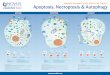 Apoptosis, Necroptosis & Autophagy - Novus Biologicals · PDF fileApoptosis, Necroptosis & Autophagy APOPTOSIS NECROPTOSIS AUTOPHAGY Key Targets in Apoptosis Initiator Caspases (-2,