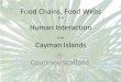 Food Chains and Food Webs in the Cayman Islands · PDF fileWhat is the difference between a food web and a food chain? • A food chain only follows just one path as animals find food