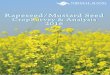 Rapeseed/Mustard Seed - · PDF fileoilseeds and edible oil market. ... SEA of India, NB Research This season (2015-16 rabi), ... The rapeseed/mustard seed balance sheet is provided