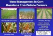 Weed Management in Corn Questions from Ontario Farmers · PDF fileWeed Management in Corn Questions from Ontario ... Lady's thumb Lamb's-quarters Flower-of-an-hour ... I have used
