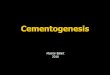 Cementogenesis - Semmelweis Universitysemmelweis.hu/oralbiologia/files/2016/02/CEMENTOGENESISangol2016… · The inner layer of the epithelial sheath consists of modified ameloblast