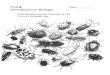 KMBT C554e- · PDF filemammal and the others are fish, ... 17.1 Period Date ... KEY CONCEPT Modern classification is based on evolutionary relationships