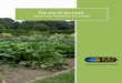 The Lay of the Land - · PDF fileThe Lay of the Land: Local Food Initiatives in Canada Page 2 Defining Local Food The concept of “local food” has a definitional complexity that