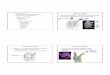 Urochordata - West Virginia Universitysraylman/comparative/lectures/2uro,ceph,craniata.pdf · –Subphylum Urochordata (Tunicata) ... •Circulatory system with dorsal and ventral