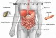 DIGESTIVE SYSTEM - Folsom Cordova Unified School … 14... · The Digestive System Functions ... Esophagus Anatomy and Physiology •Anatomy ... becomes inflamed (appendicitis) –Hangs