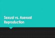 Sexual vs. Asexual Reproduction - â€“sperm Fertilization: an egg cell and a sperm cell ... Parent plants sends out runners(above ... Asexual Reproduction Because their offspring