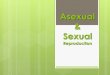 Asexual Sexual -  · PDF fileSexual Reproduction ... protists, and low invertebrates. ... to the parents. One Parent Identical Offspring . Asexual Reproduction