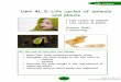 Unit 4L.3: Life cycles of animals and plants · PDF file02/10/2011 · Life cycles of animals and plants c ... Describe the main stages in the reproduction of flowering ... Ovary This