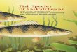 Introduction - South Saskatchewan River Watershed … SK Fish... · Introduction Fromtheshallow,nutrient-richpotholesofthe prairiestotheclear,coolrock-linedwatersofour ... Rockbass