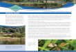 Healthy Dams - Home - Land for · PDF filebest method for controlling small infestations. ... Photos by Barry Hardingham. Note W2: Healthy Dams ... Farm Dams - Planning, Construction