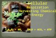 [PPT]Cellular Respiration Harvesting Chemical Energy · Web viewCellular respiration is a Redox reaction as the transfer of one or more electrons from one reactant to anotheroccurs