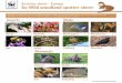 Activity sheet - Europe Go Wild woodland spotter sheetgowild.wwf.org.uk/wp-content/uploads/europe-wildlife-spotter.pdf · GO WILD DOWNLOAD Go Wild woodland spotter sheet Activity