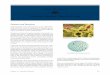 Infectious Diseases: Digestive Systemaevm.tamu.edu/files/2011/09/RevisedLesson10_2.pdf · Infectious Diseases: Digestive System Clostridium botulinum bacteria. ... Nematodes (roundworms)