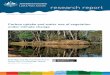 Carbon uptake and water use of vegetation under climate change · PDF fileresearch report knowledge for ... Carbon uptake and water use of vegetation under climate change Cate Macinnis-Ng