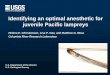 Identifying an optimal anesthetic for juvenile Pacific ... · PDF fileIdentifying an optimal anesthetic for juvenile Pacific lampreys. Helena E ... to recovery for 4 anesthetics at
