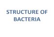 Bacteria, Bacteria Structure