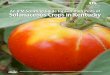 An IPM Scouting Guide for Common Pests of Solanaceous ... · PDF fileAn IPM Scouting Guide for Common Pests of Solanaceous Crops in ... trate during fertigation may ... Guide for Common