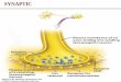 عرض تقديمي في PowerPoint - qu.edu.iqqu.edu.iq/den/wp-content/uploads/2015/10/Ach.pdf · Brain Spinal Cord Autonomic nervous system Somatic nervous system ... acting" muscle