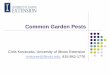 Common Garden Pests - University of Illinois Extension · PDF fileCommon Garden Pests Chris Konieczka, University of Illinois Extension cmkonie@illinois.edu, 815-842-1776