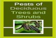 Pests of Deciduous Trees and Shrubs - AlbertaDepartment/deptdocs.nsf/all/ipd14865/$FILE/... · Pests of Deciduous Trees and Shrubs ... most deciduous trees and shrubs can ... Another