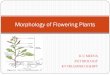 Morphology of Flowering Plants - biokailashkvs.combiokailashkvs.com/.../2016/03/Chapter_5_Morphology_of_Flowering_… · Morphology of Flowering Plants. ... Ovules attached on the
