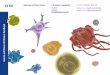 CD Marker Handbook Human and Mouse - BD … Marker Handbook Human CD Markers bdbiosciences.com/go/humancdmarkers CD Alternative Name Ligands & Associated Molecules T Cell B Cell Dendritic