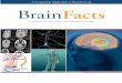 A PRIMER ON THE BRAIN AND NERVOUS SYSTEM for NeuroScieNce introduction | BraiN factS 5 process known as neurogenesis. Interestingly, one of the most active regions for neurogenesis