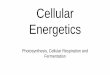 Cellular Energetics - Main  · PDF fileCellular Energetics Photosynthesis, ... battery Fully charged battery. Importance of energy ... fungi, bacteria and protists)