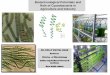 Biotechnological Potentials and Role of Cyanobacteria in Agriculture and Industry Wattal Dhar... · Biotechnological Potentials and Role of Cyanobacteria in Agriculture and Industry
