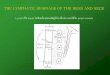 THE LYMPHATIC DRAINAGE OF THE HEAD AND NECKelearning.dt.mahidol.ac.th/.../course/Posgrad/601/Lymphatic.pdf · THE LYMPHATIC DRAINAGE OF THE HEAD AND NECK Lymph nodes of head and neck