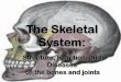 The Skeletal System - Wikispaces -  · PDF fileThe Skeletal System: Structure, Function, and ... The Synovial Joint ... Hinge- A hinge joint allows extension
