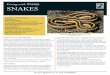 Living with Wildlife SNAKES - The Oregon Department … with Wildlife SNAKES Common Garter Snake (Thamnophis sirtalis) Al St. John photo Oregon’s 15 Native Snakes Life History 